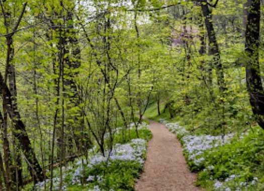 Shenk's Ferry Wildflower Preserve | Willow Street, PA